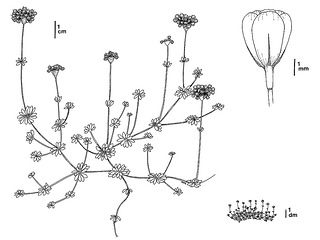 Eriogonum kelloggii CDFW illustration by Mary Ann Showers, click for full-sized image