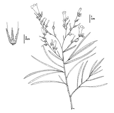 An illustration of Eriodictyon altissimum showing a single stem of the plant with long, narrow leaves and a cluster of funnel shaped flowers at the top. Click for full sized image