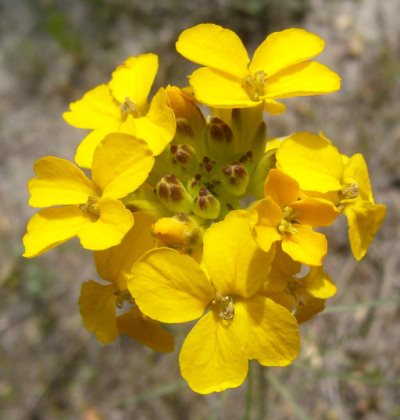 Group of yellow, four-petaled flowers