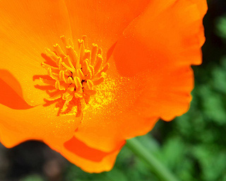 closeup of bright orange flower with delicate petals