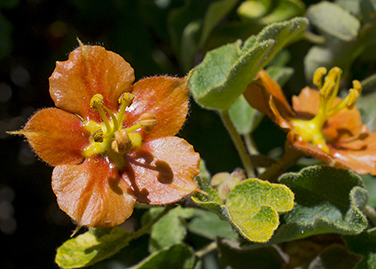 Fremontodendron decumbens cdfw photo by Jeb Bjerke