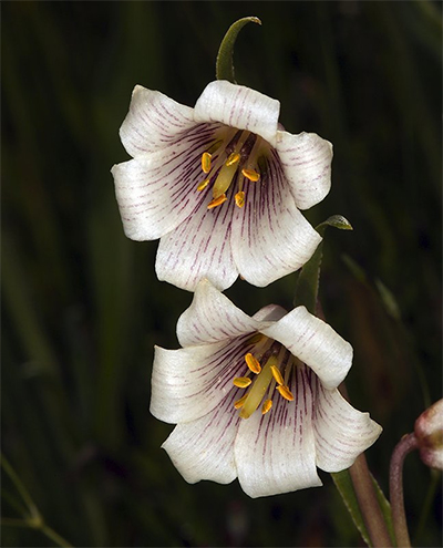 Two white striped adobe lily flowers with dark red striations. Inside each flower are five stamens and one barely branched style.