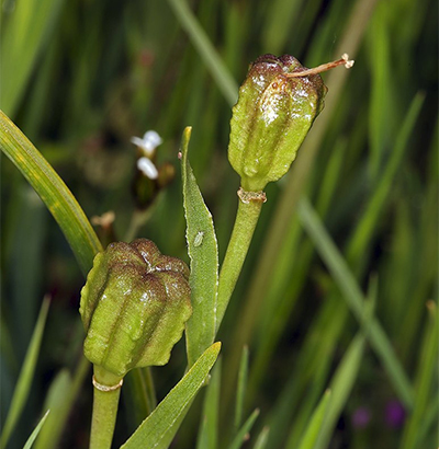 Two green striped adobe lily fruits each with six lobes. Between them is a long green leaf with a pale green invertebrate on it.