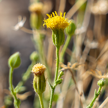 Close-up photograph of Inyo rock daisy showing two mature flower heads with yellow flowers and yellow-green stems and bracts. 
