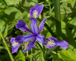 Iris douglasiana CDFW photo by Jeb Bjerke