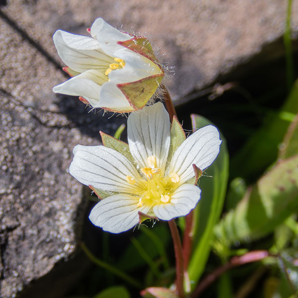 small white flower with yellow stamens