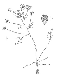 Limnanthes vinculans CDFW illustration by Mary Ann Showers, click for full-sized image