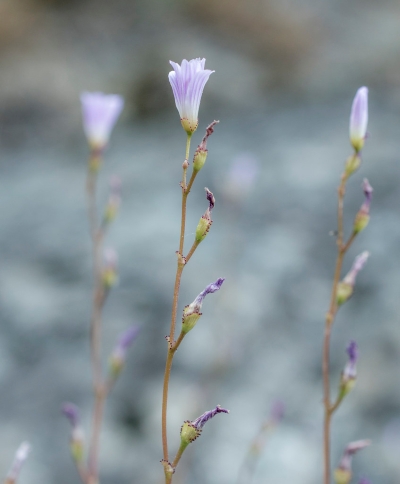 Tall stem with a light purple flower on top and closed flowers along the stem, one per node. On each flower, there are red circles along the sepal margins. There are two more similar stems with flowers behind the first.