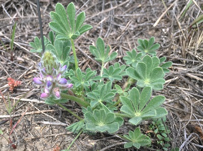 Lupinus nipomensis with a dense raceme of lavendar pea-like flowers with a basal rossette of palmately compound leaves