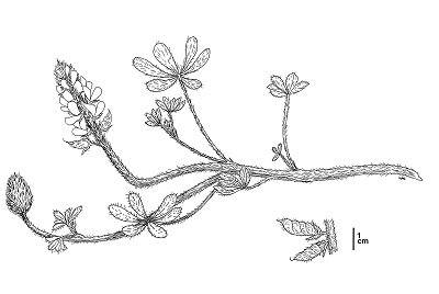 A line drawing of Lupinus nipomensis showing a raceme of pea-like flowers with plamately compound leaves and short hairs along the entire plant