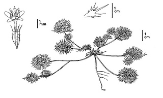 Navarretia leucocephala ssp. plieantha, CDFW illustration by Mary Ann Showers, click for full-sized image