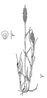 Neostapfia colusana CDFW illustration by Mary Ann Showers, click for full-sized image