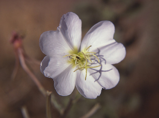 Oenothera deltoides ssp. howellii photo © Charles Patterson