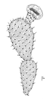 Gratiola heterosepala CDFW illustration by Mary Ann Showers, click for full-sized image