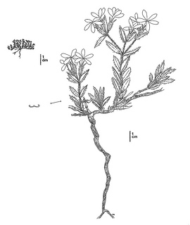 Phlox hirsuta CDFW illustration by Mary Ann Showers, click for full-sized image
