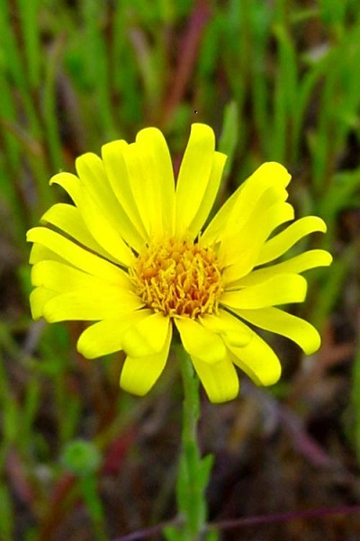 yellow, daisy-like flower 