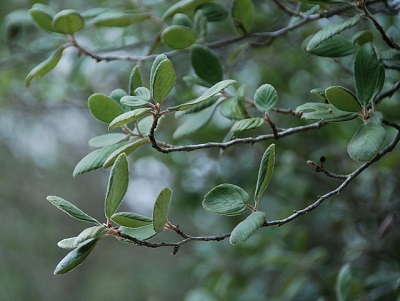 branch with small, almond-shaped leaves