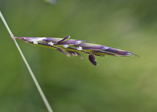 flowering grass blade