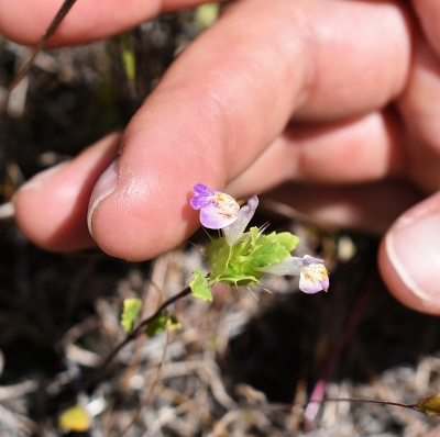 A blooming San Mateo thornmint plant next to a hand, showing that the blooms are smaller than a fingertip.
