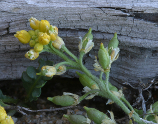 Image of a plant with yellow flowers next to a log