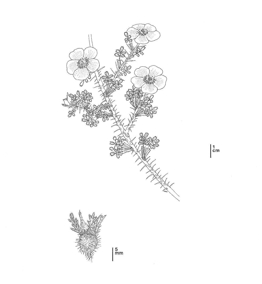 line drawing for baja rose. Long stem with 3 flower stems extending outwards.