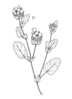 Sidalcea stipularis, CDFW illustration by Mary Ann Showers