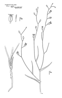 Streptanthus glandulosus ssp. niger CDFW illustration by Mary Ann Showers, click for full-sized image