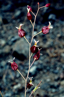 Streptanthus glandulosus ssp. niger, Photo © Rick York and CNPS