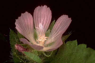Image of a flower with pink petals in front of a dark background