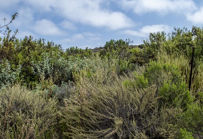 Ventura marsh milkvetch habitat of a variety of coastal shrubs