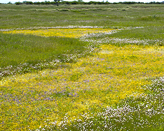 patches of wildflowers in a grassy field