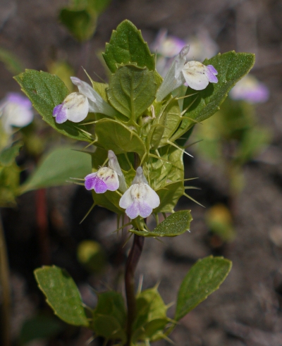 Zoomed-in photo of a blooming San Mateo thornmint plant showing the thorns on some leaves and its purple and white flowers.