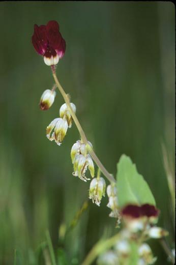 Photo of California jewelflower flowers