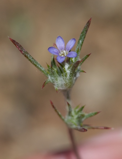 Small purple flower with five petals on a woolly branch with clumped, narrow leaves