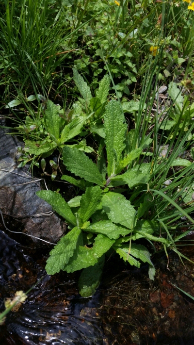 Wide green leaves in 5 basal rosettes, growing among grasses and rocks along a clear running stream.