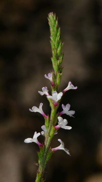 Inflorescence with 10 pale pink flowers blooming along the green shoot. The most mature flowers are at the base, becoming smaller higher, and at the top of the inflorescence are many buds.