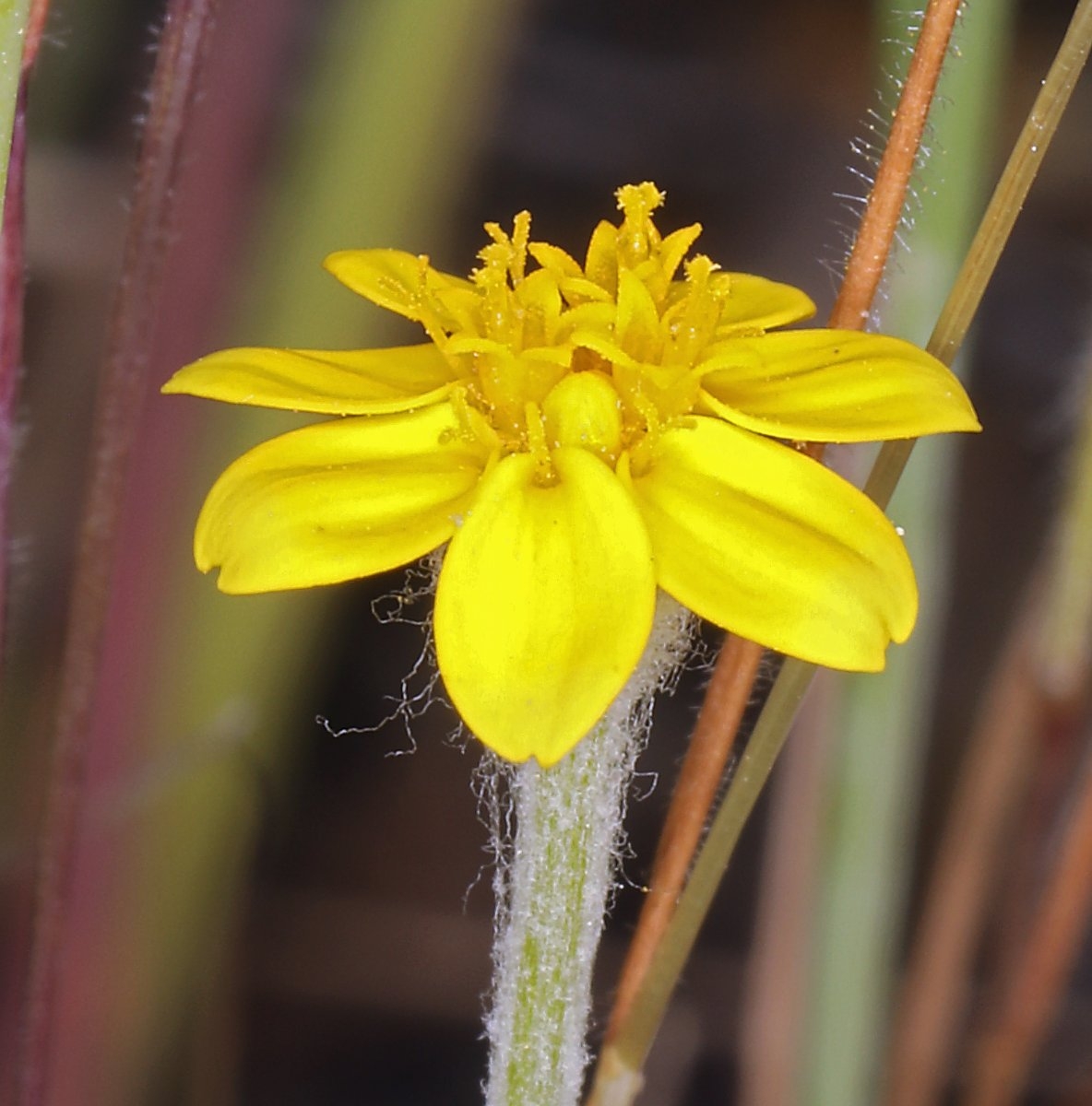 A close-up of a head of strap-shaped yellow ray flowers, and smaller yellow disk flowers on a stalk that is covered with woolly hairs.