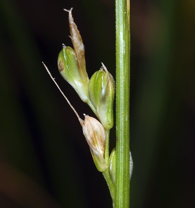 Close-up photo of the Tompkins' sedge plant spikelets. There are four spikelets visible in the photo, stacked alternately on top of each other. Two of the spikelets have long bracts extending above them.