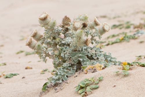 thistle growing out of a sand dune with pale green wavy leaves and spiny white-brown flowers