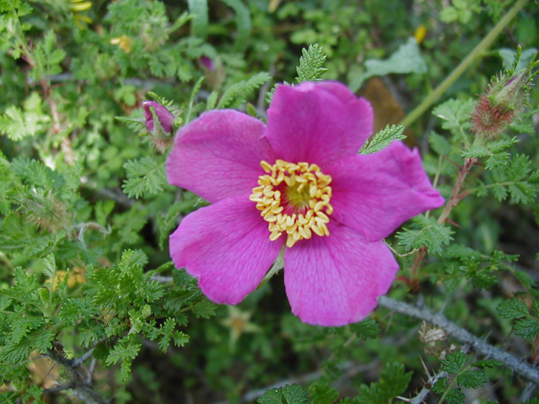 5 petaled fuchsia colored flower with yellow center.