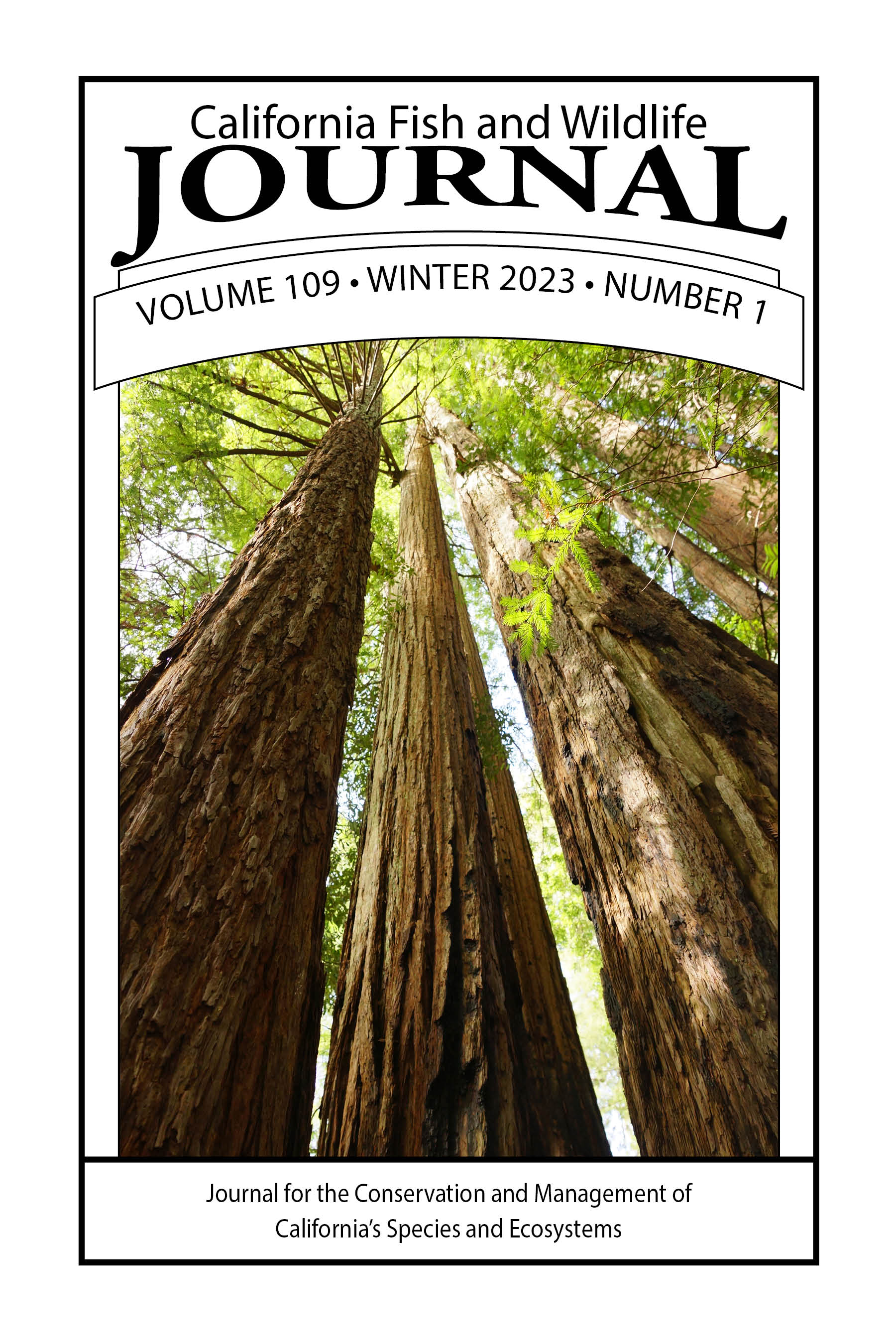 109-1 Cover - Photo looking up of large redwood trees in Big Basin Redwoods State Park