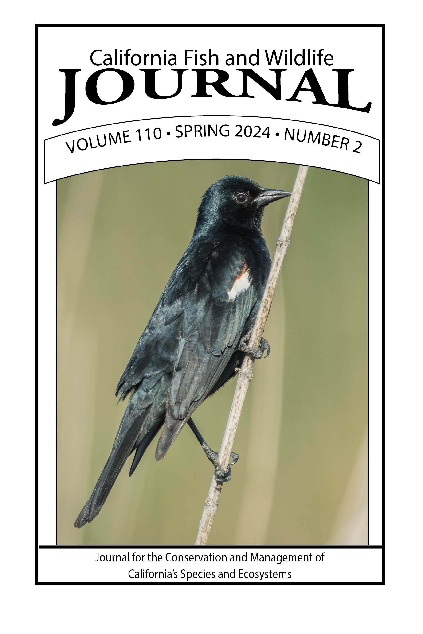 Cover of Issue 110(2) with a tricolored blackbird, a medium bird that is all black except for a small stripe of red and white on its wing