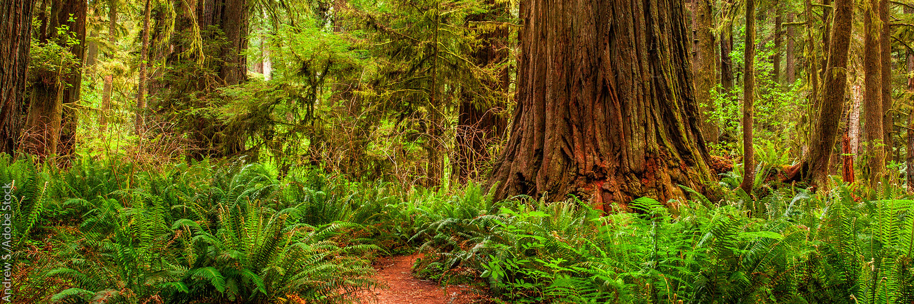 coastal redwoods