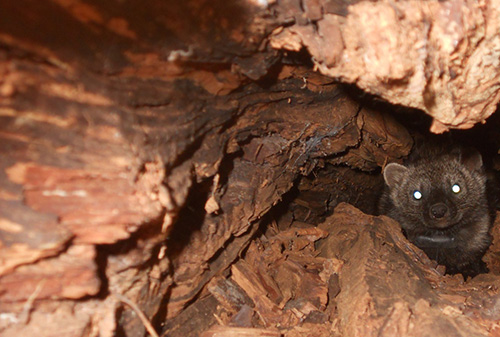 photo of fisher in wood crevice