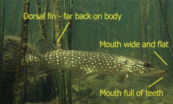 Northern pike Identification - mouth full of teeth, mouth wide and flat, dorsal fin - far back on body