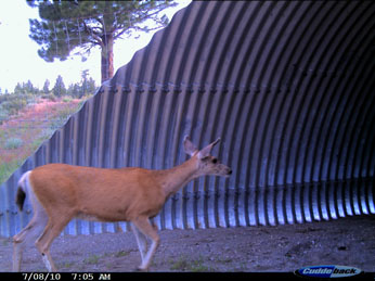 A deer from the LTH moves through the underpass built at Kyburz Flat. (Highway 89 Stewardship Team photo)