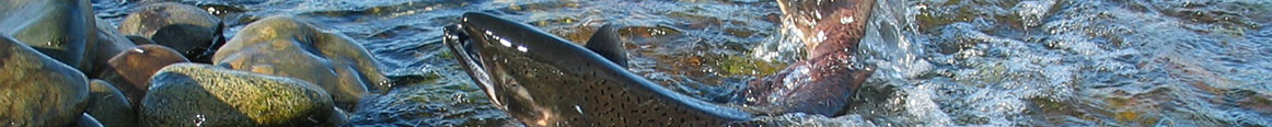 salmon in river shallows