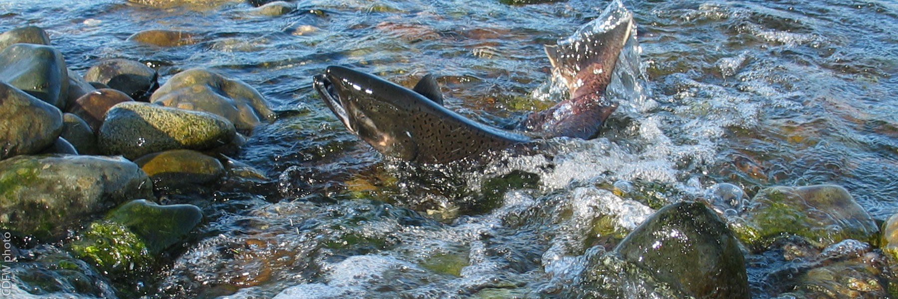 salmon in river shallows