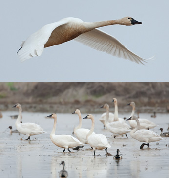 Photos of tundra swans flying and on the ground. ©Ashok Khosla. All rights reserved.