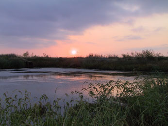 marsh at sunset